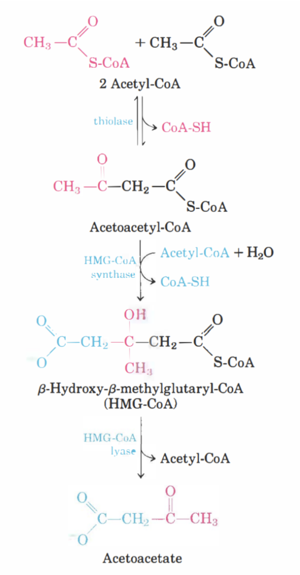 <ol><li><p>Två acetyl-CoA slås samman för att bilda <strong>acetoacetyl-CoA</strong>. Katalys av <strong>tiolas</strong>. En CoA utgår. </p></li><li><p>Acetoacetyl-CoA kondenseras (H<sub>2</sub>O) till <strong>HMG-CoA </strong>med HMG-CoA syntas + en acetyl-CoA. </p></li><li><p>HMG klyvs till acetoacetat och acetyl-CoA med <strong>HMG-CoA lyas.</strong> </p></li></ol>