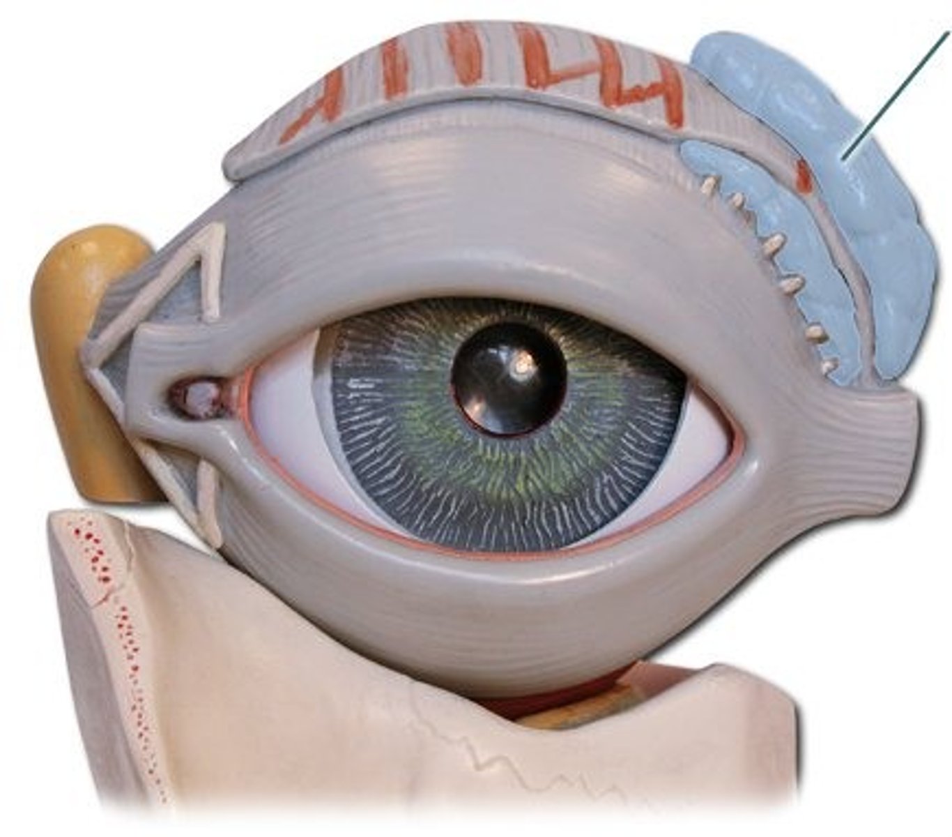 <p>gland located in the upper outer region above the eyeball that secretes tears</p>