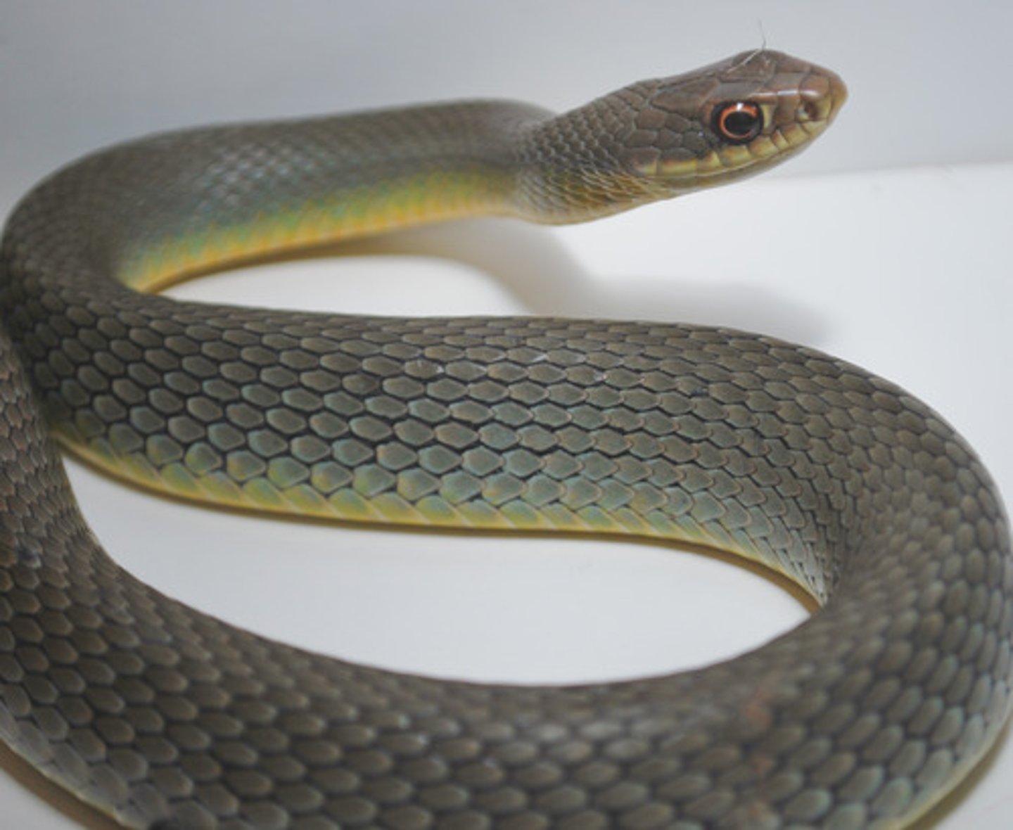 <p>- long</p><p>- solid pale blue back</p><p>- pale yellow belly</p>
