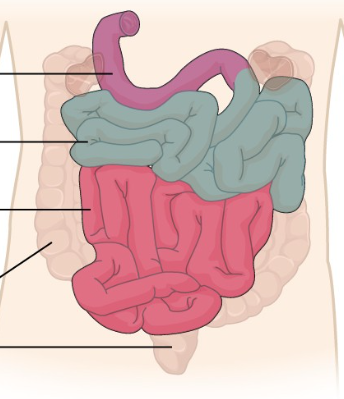 <p>What is the pink region?</p>