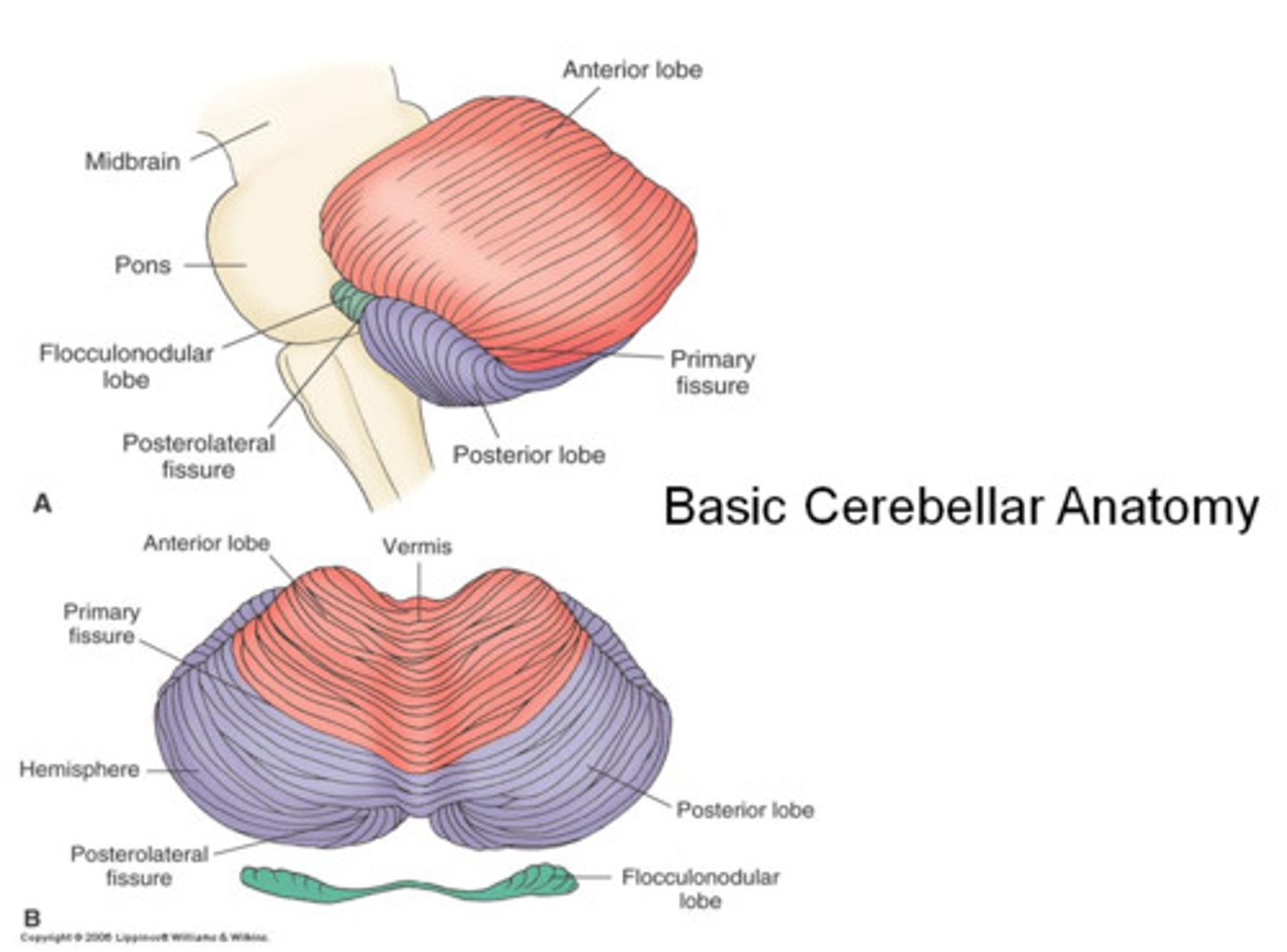 <p>It has two hemispheres (Left & Right)</p><p>Each hemisphere has three lobes:</p><p>- Anterior (A)</p><p>- Posterior (P)</p><p>- Flocculonodular (F)</p>