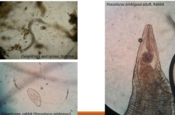 <p>Reptiles, rabbits, rodents</p><p>Considered commensals, but numbers increase in immunosuppressed patients</p><p>Treat if high egg count, ill patient - any wormer except Ivermectin</p>