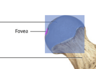 <p>Fovea</p><ul><li><p>where the ligament of the head of the femur attaches</p></li><li><p>contains an artery</p></li></ul>