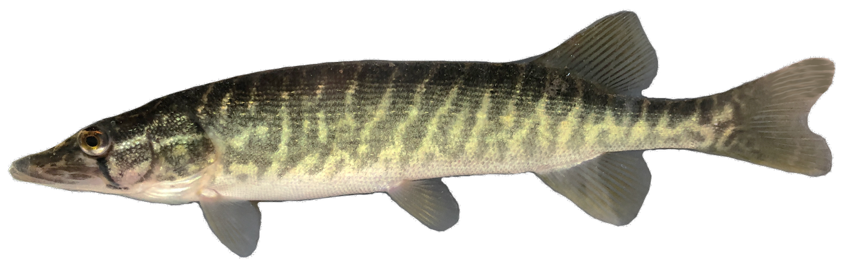 <p>Esocide;</p><p>Redfin&nbsp;Pickerel;</p><p>Esox americanus</p>