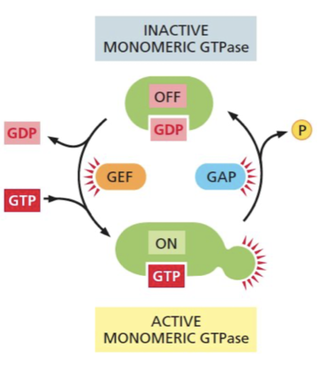 <p>Turns GTPase “on” by promoting release of bound GDP, allowing more GTP to bind</p>