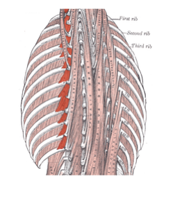<p>Elevates ribs.</p>