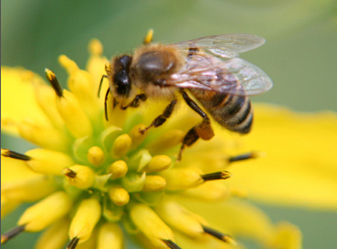 <p>Both species benefit example: bee and flowers</p>