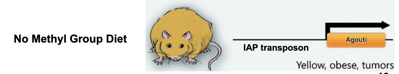 <p>yellow, obese, tumors</p>