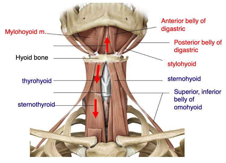 <p>thyrohyoid<br>sternothyroid<br>sternohyoid<br>superior &amp; inferior belly of omohyoid</p>