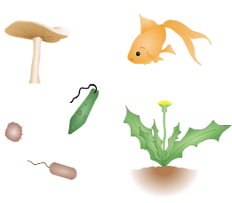 <p>Biology</p>