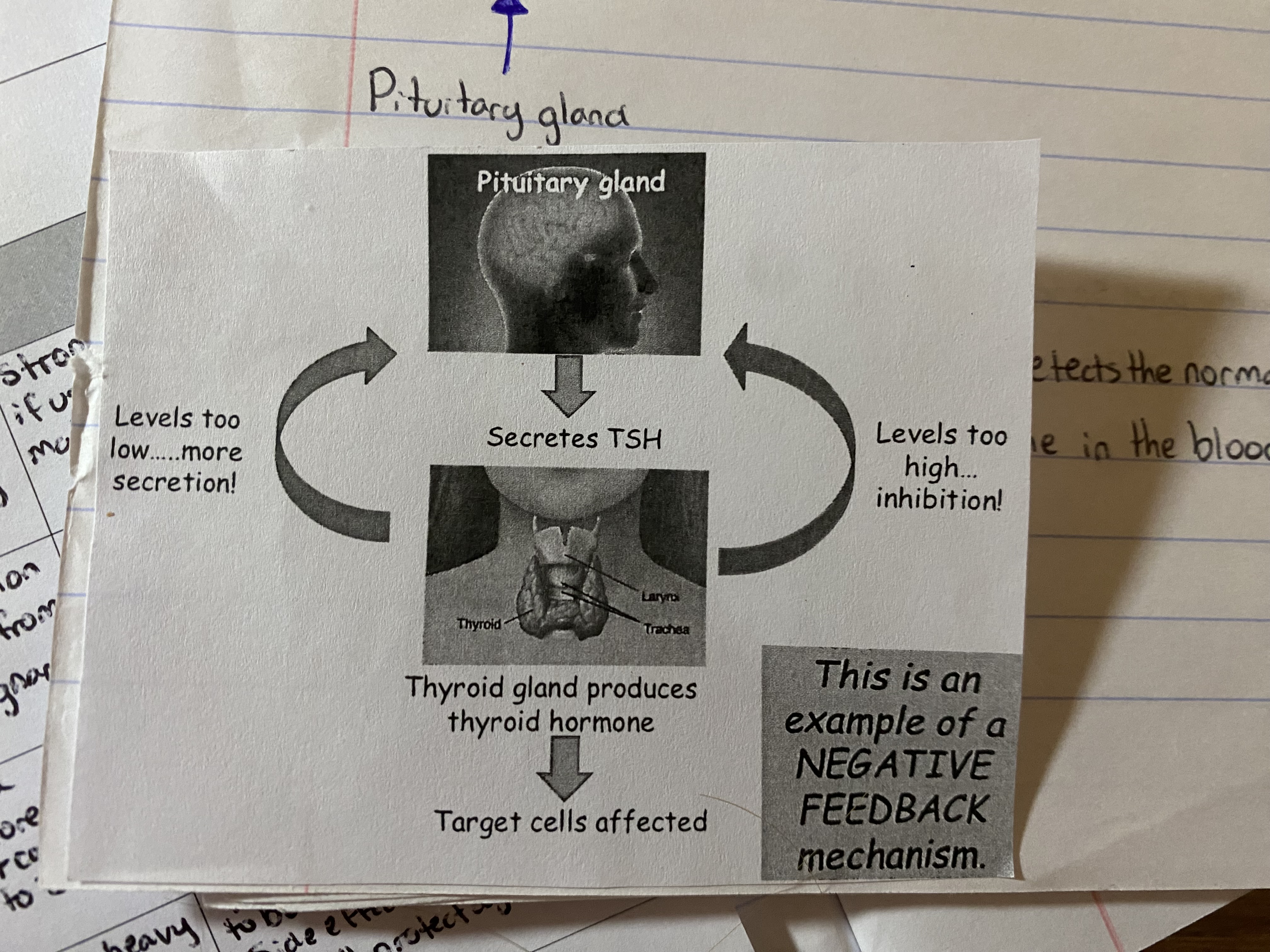 <p>negative feedback by thyroxine </p>