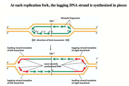 <p>fragment som är korta sekvenser av DNA-nukleotider som syntetiseras diskontinuerligt och senare kopplas samman av enzymet DNA-ligas för att skapa den eftersläpande strängen under DNA-replikation.</p>