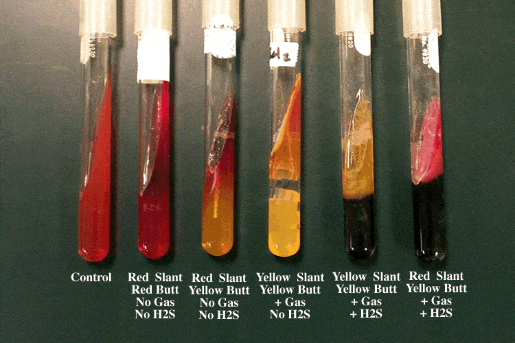 <p>Test Tube </p><p>Differential:</p><p>Sugar fermentation = lactose, sucrose, glucose, phenol red</p><p>— all yellow multiple sugar, yellow just at the bottom only glucose</p><p>H2S gas Production = sodium thiosulfate and ferric citrate </p><p>— black color change </p><p>Oxygen tolerance</p><p>— Slant is full of oxygen = strict aerobes grow </p><p>— Butt has lower oxygen = facultative anaerobes grow </p>