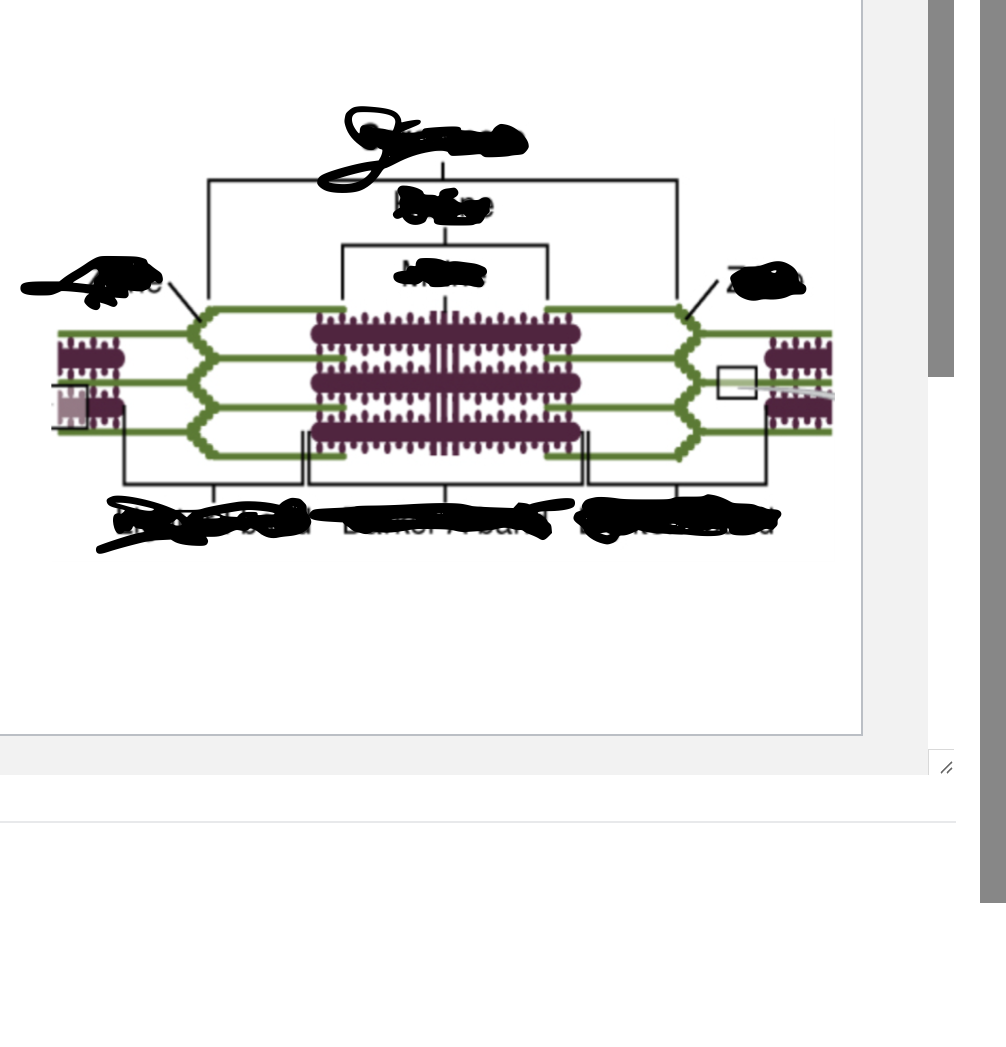 <p>sarcomere</p>