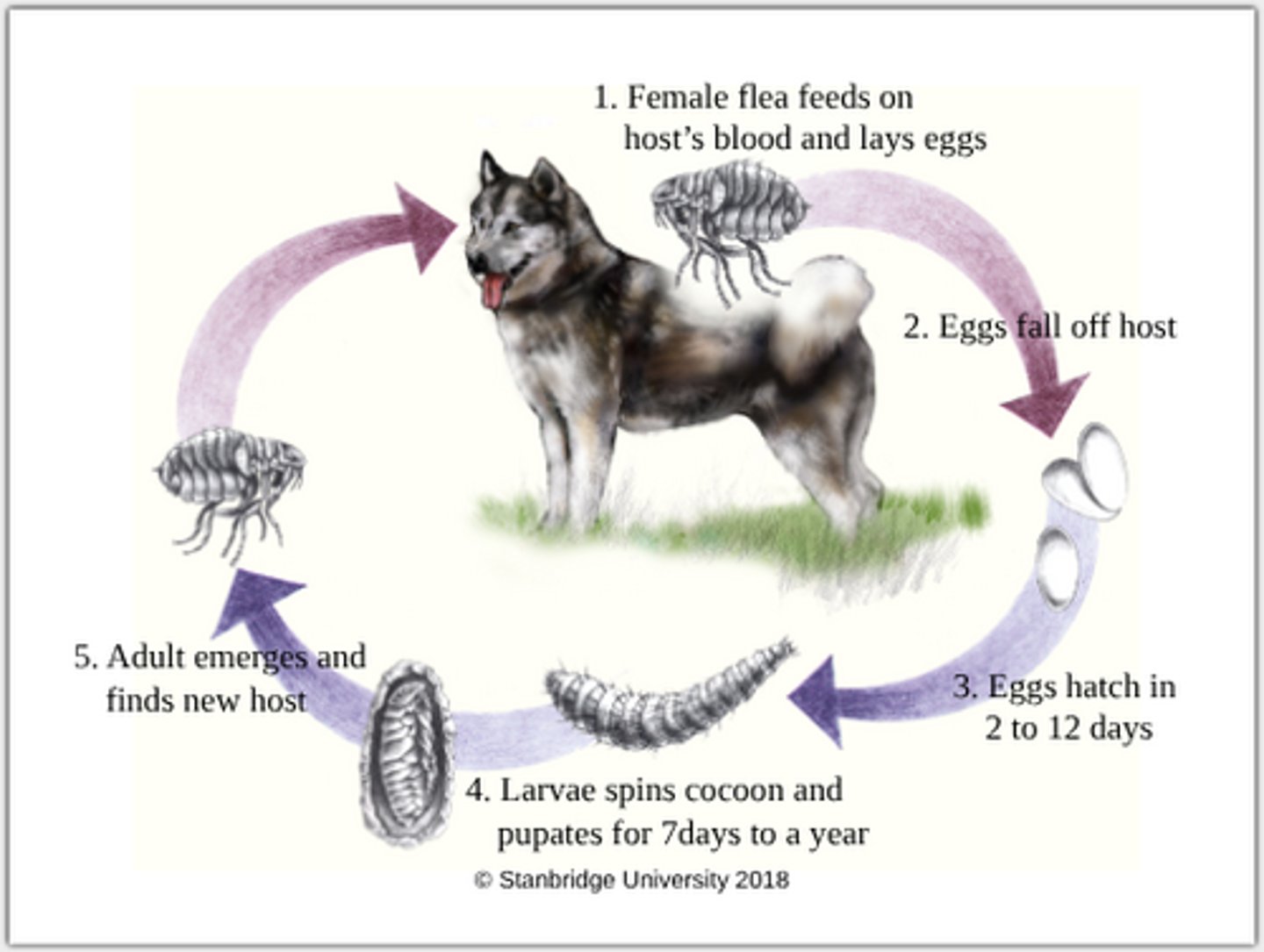 knowt flashcard image