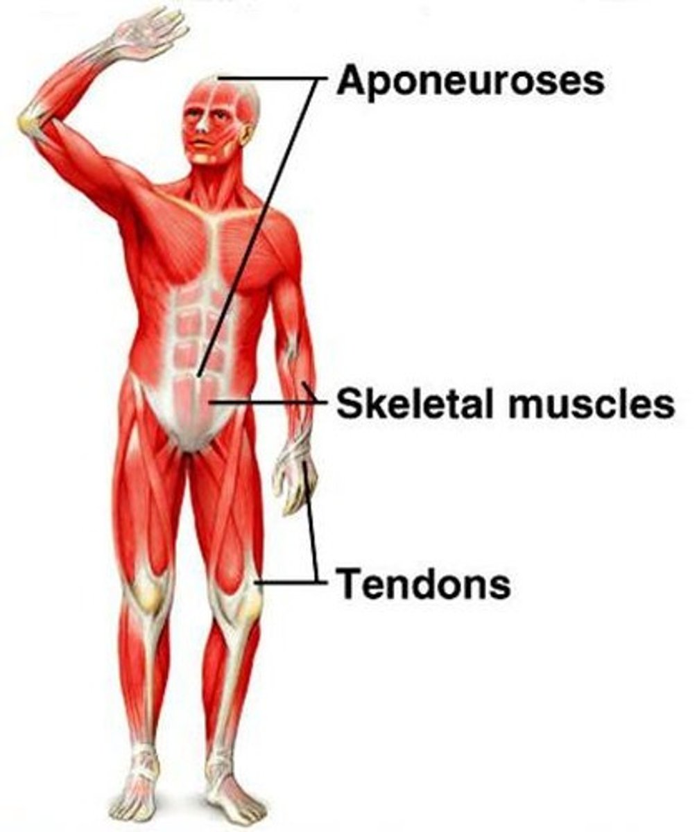 <p>Fibrous tissue attaching muscle to bone.</p>