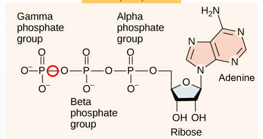 <p>high energy bonds between the phosphate groups in ATP are the phosphoanydride bonds </p><p>ribonucleotide, energy carrier (source of useful available energy), <em>stores energy</em></p>