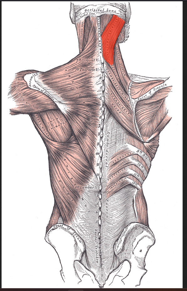 <p>nothing on origin and insertion</p><p>Actions: As a group extend or hyperextend head; rotate and bend head when only one side is active</p>