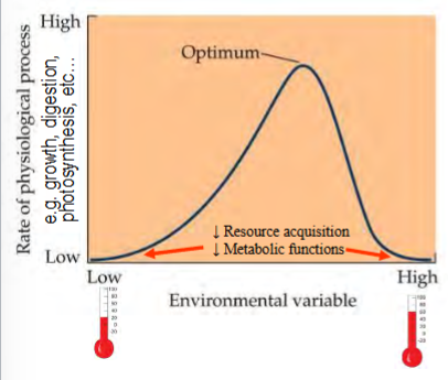<p>suboptimal conditions → physiological stress → suboptimal physiological performance → reduced survival, growth, or reproduction</p>