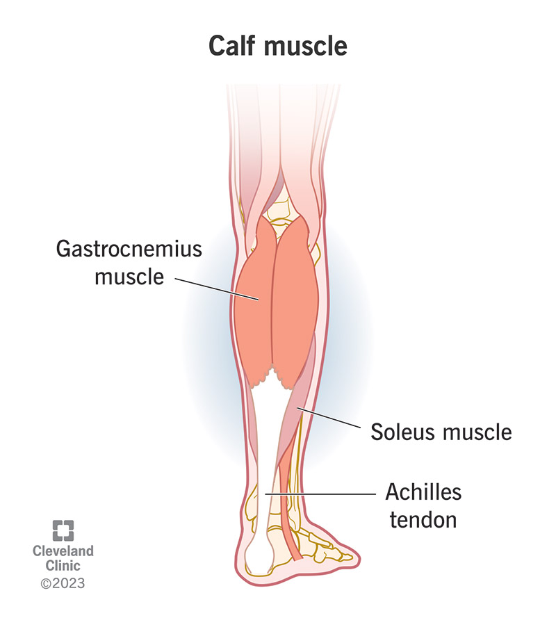 <p>starts from back of knee</p>