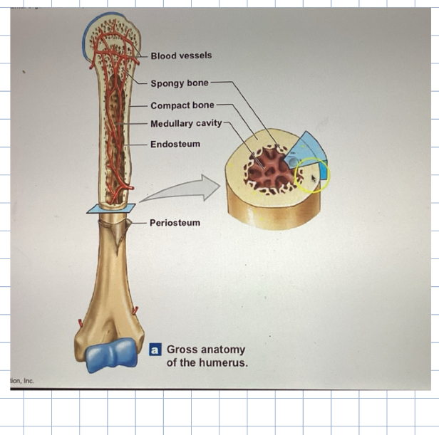 <ul><li><p><strong>outer surface of the bone</strong></p></li><li><p>covering over bone not covered by articular cartilage, or where tendons and ligaments</p></li></ul><p>Structure :</p><p><strong>fibrous layer - outer</strong></p><ul><li><p>connective tissue with blood vessels, lymphatic vessels, and nerves that pass into the bone</p></li></ul><p><strong>Osteogenic Layer - inner</strong></p><ul><li><p>elastic fibers, blood vessels, osteoprogenitor cells, osteoclasts, and osteoblasts</p></li><li><p>The main job is cell growth, making new bone</p></li></ul><p></p><p></p><p></p>