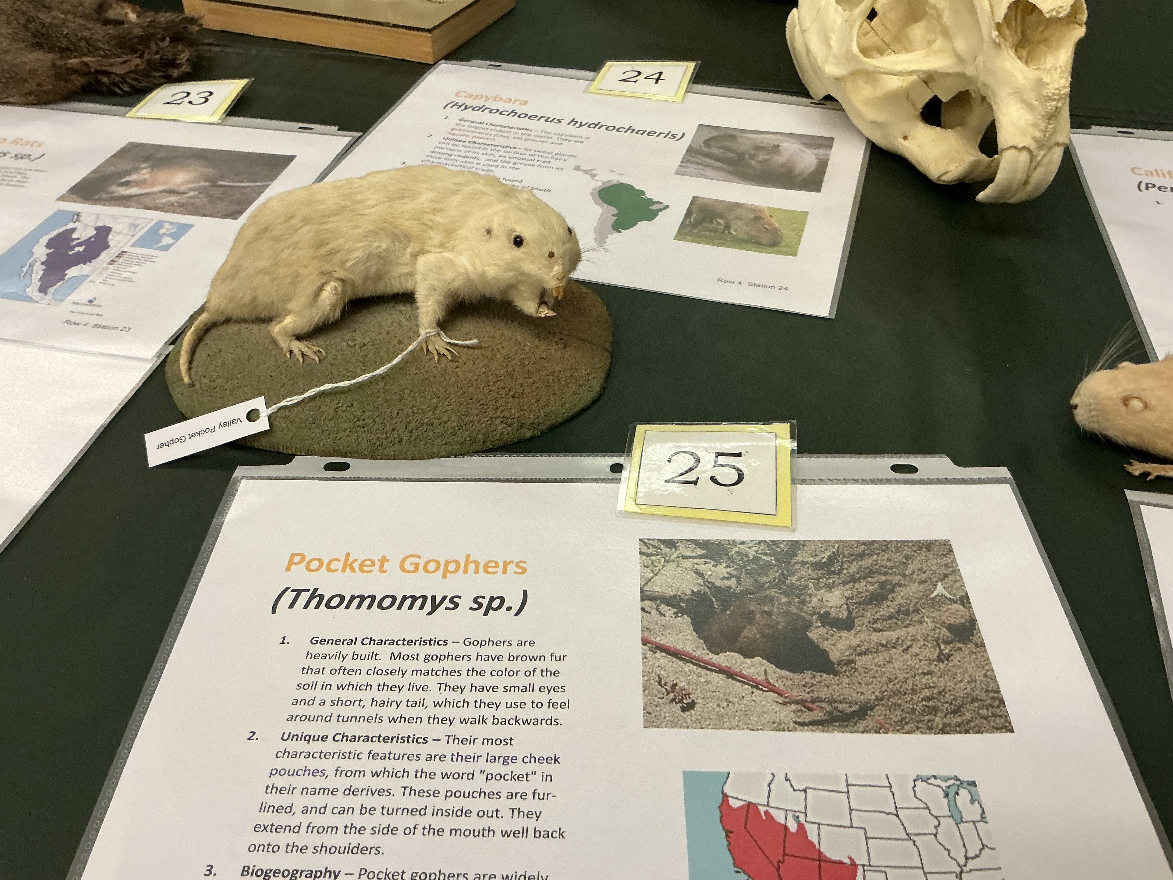 <p>Char of Pocket Gopher? Where are they found?</p>