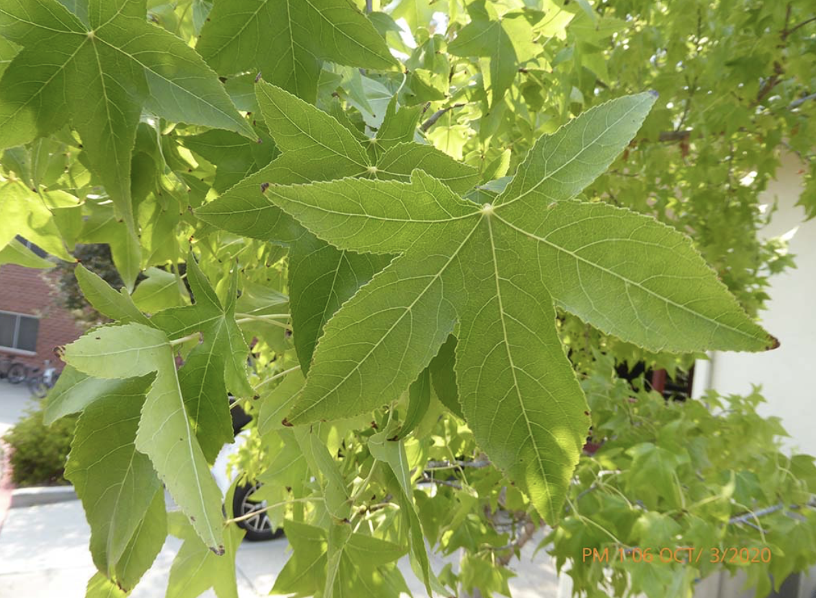 <p><em>Liquidambar styraciflua</em></p>
