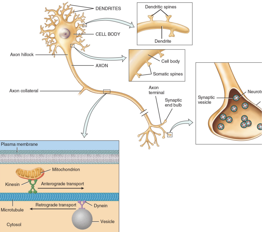 <ul><li><p><strong>cell body</strong>: the big circle at the beginning contains a single nucleus </p></li><li><p><strong>axon hillock:</strong> just below the cell body is the thick base of the cells body </p></li><li><p><strong>(processes) axon:</strong> the long tube after the axon hillock </p></li><li><p><strong>(processes) dendrites</strong>: located on the cell body the little wires on it </p></li></ul><p></p>