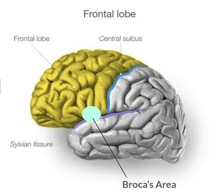 <p>Frontal Lobes </p>