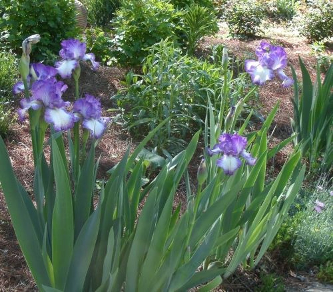 <p>Bearded Iris</p>