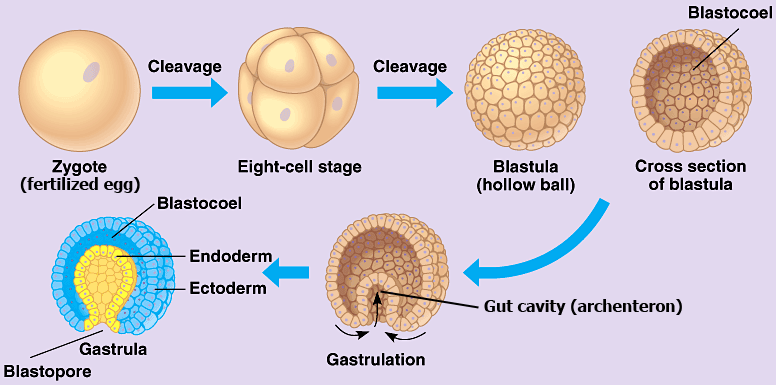 <ul><li><p>is the process of <strong>forming a blastula</strong>, which is an early stage in embryonic development of animals.</p></li><li><p>It occurs <strong>after fertilization</strong>, when the zygote undergoes a series of cell divisions called cleavage.</p><ul><li><p>During blastulation, these cells divide and rearrange to form a hollow ball of cells called a blastula.</p></li></ul></li></ul>