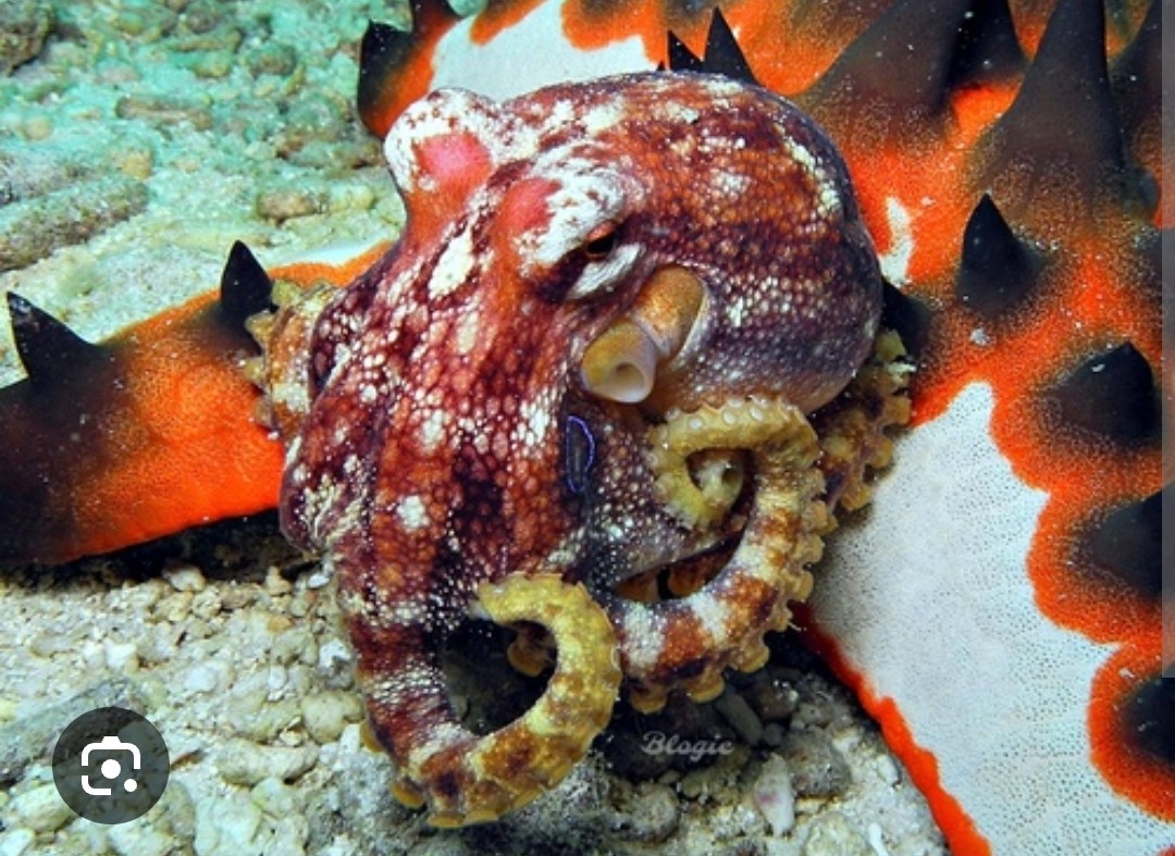 <p>Octopodidae family</p><p class="has-focus">Uses venom to subdue mollusks, crabs, and fish</p><p class="has-focus">two pale crescent-shaped spots on its mantle, located above its eyes. It typically has a dark or mottled body, with arms that are often banded with white and have orange suckers.</p>