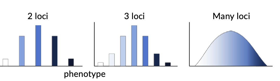 <p>Quantitive Traits</p>