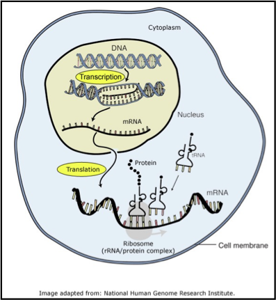 <p>define transcription and translation </p>