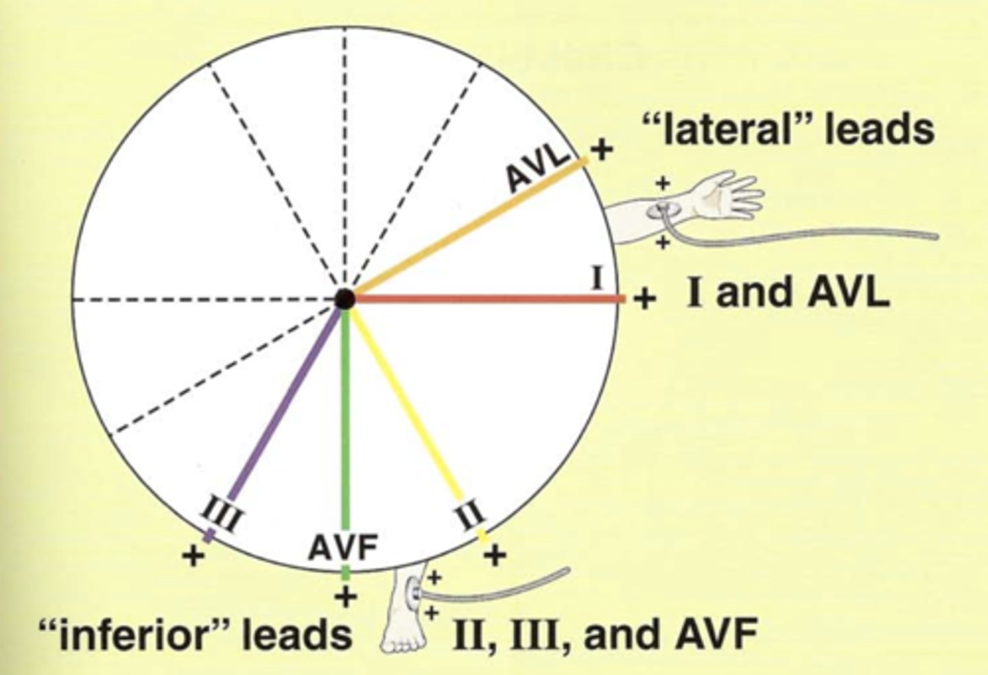 <p>Limb leads allow you to determine if depolarization is moving toward/away from the patient’s Left side and inferiorly toward the Left foot.</p>