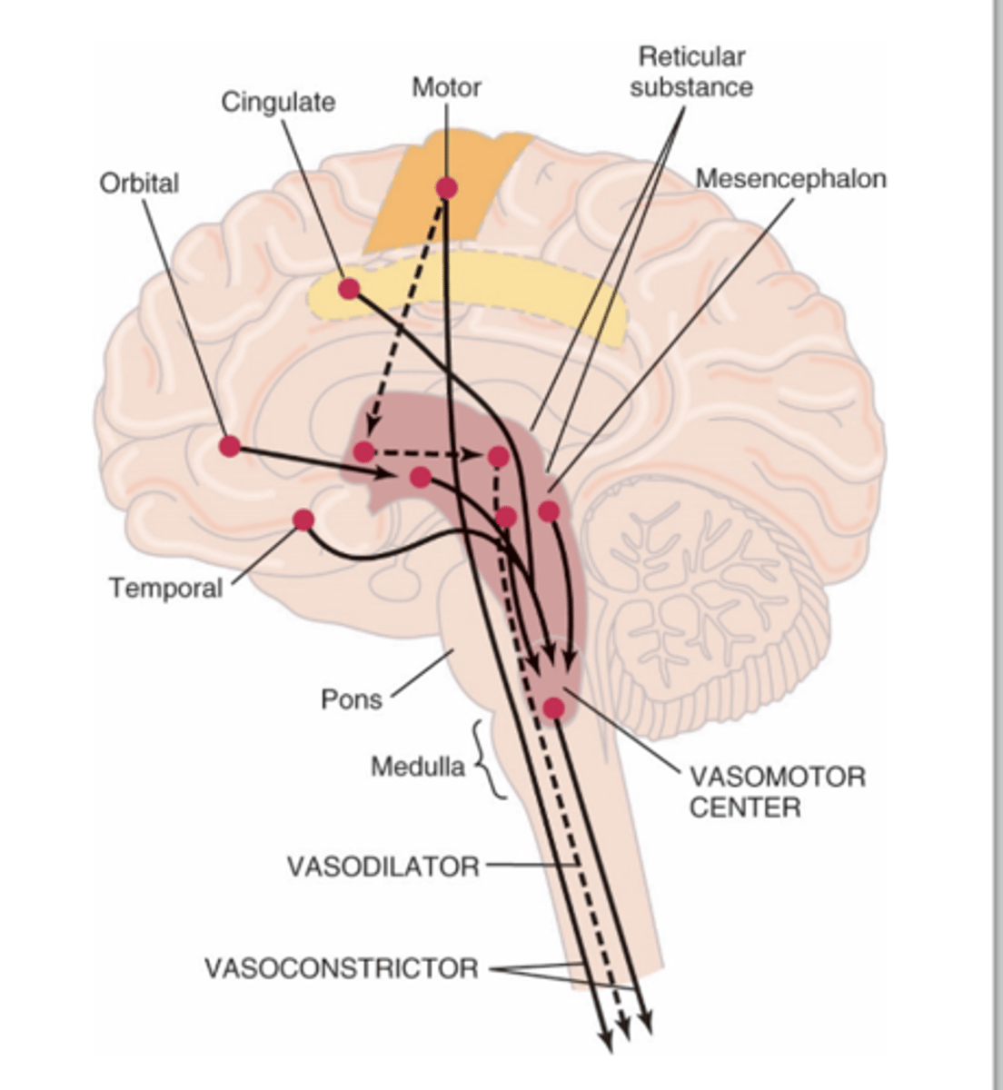 <p>Where is the vasomotor center (VMC) located? </p>