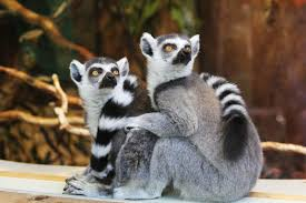 <p>Lemurs</p><ul><li><p><span style="background-color: transparent;"><span>smaller eyes w/ longer muzzle, hinds limbs are long and strong, using clinging and leaping locomotion.&nbsp;</span></span></p></li><li><p><span style="background-color: transparent;"><span>Distribution: in Madagascar</span></span></p></li><li><p><span style="background-color: transparent;"><span>Ecology: Arboreal, herbivores/folivores, diurnal or crepuscular, are socially gregarious</span></span></p></li></ul><p></p>