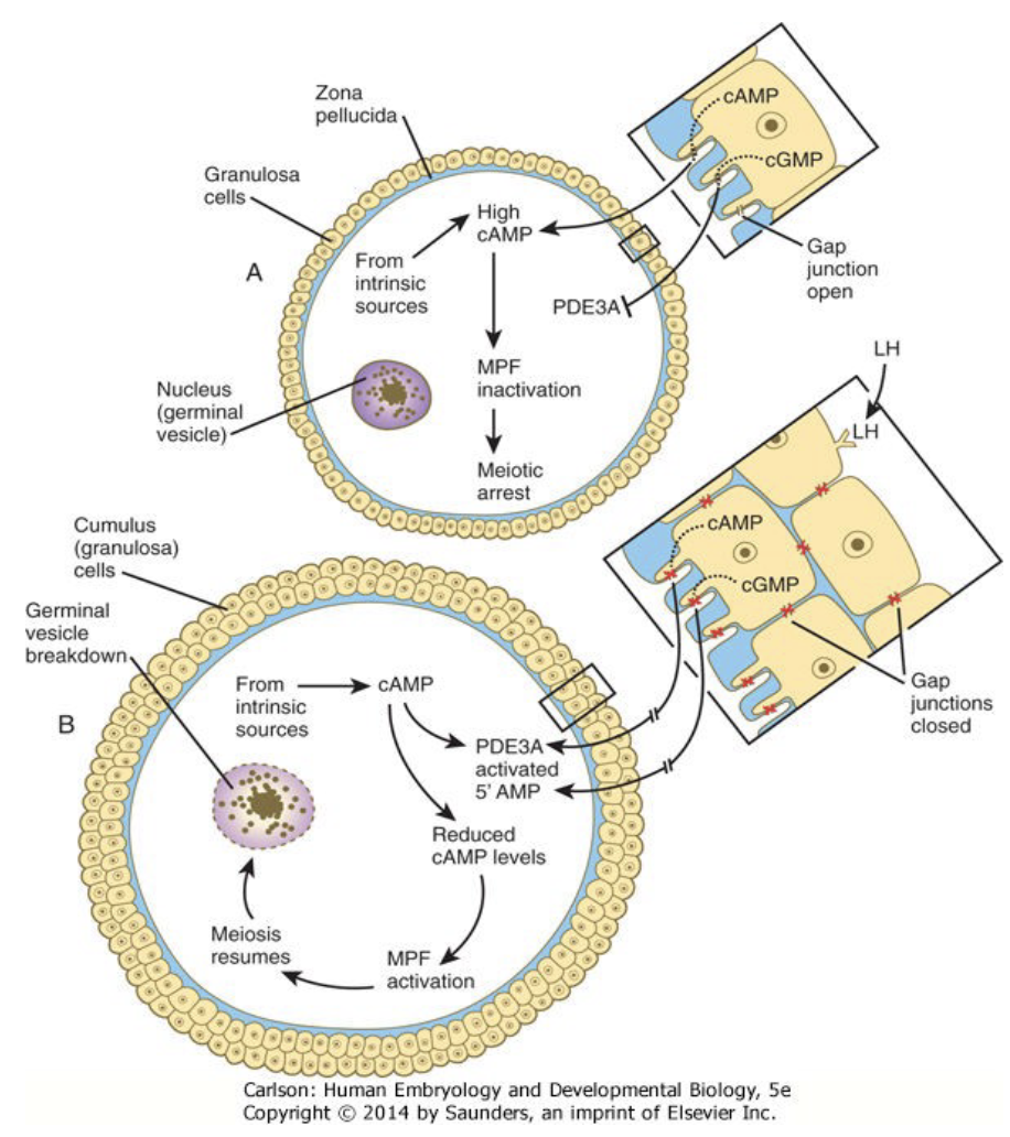 * ↑cAMP inactivates MPF
* meiosis arrested
* cGMP inhibits PDE3A