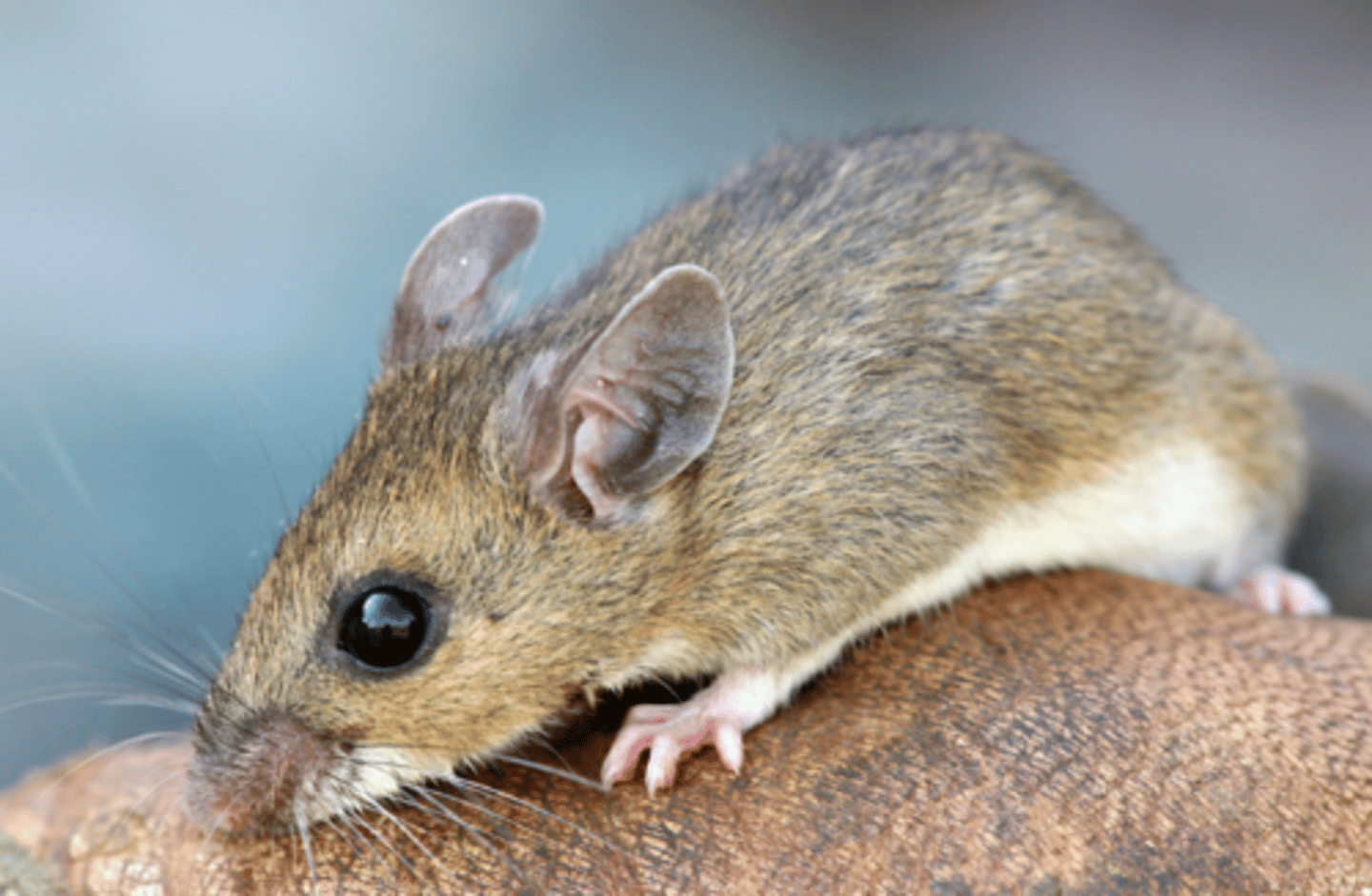 <p>Genus, habitat, range</p>