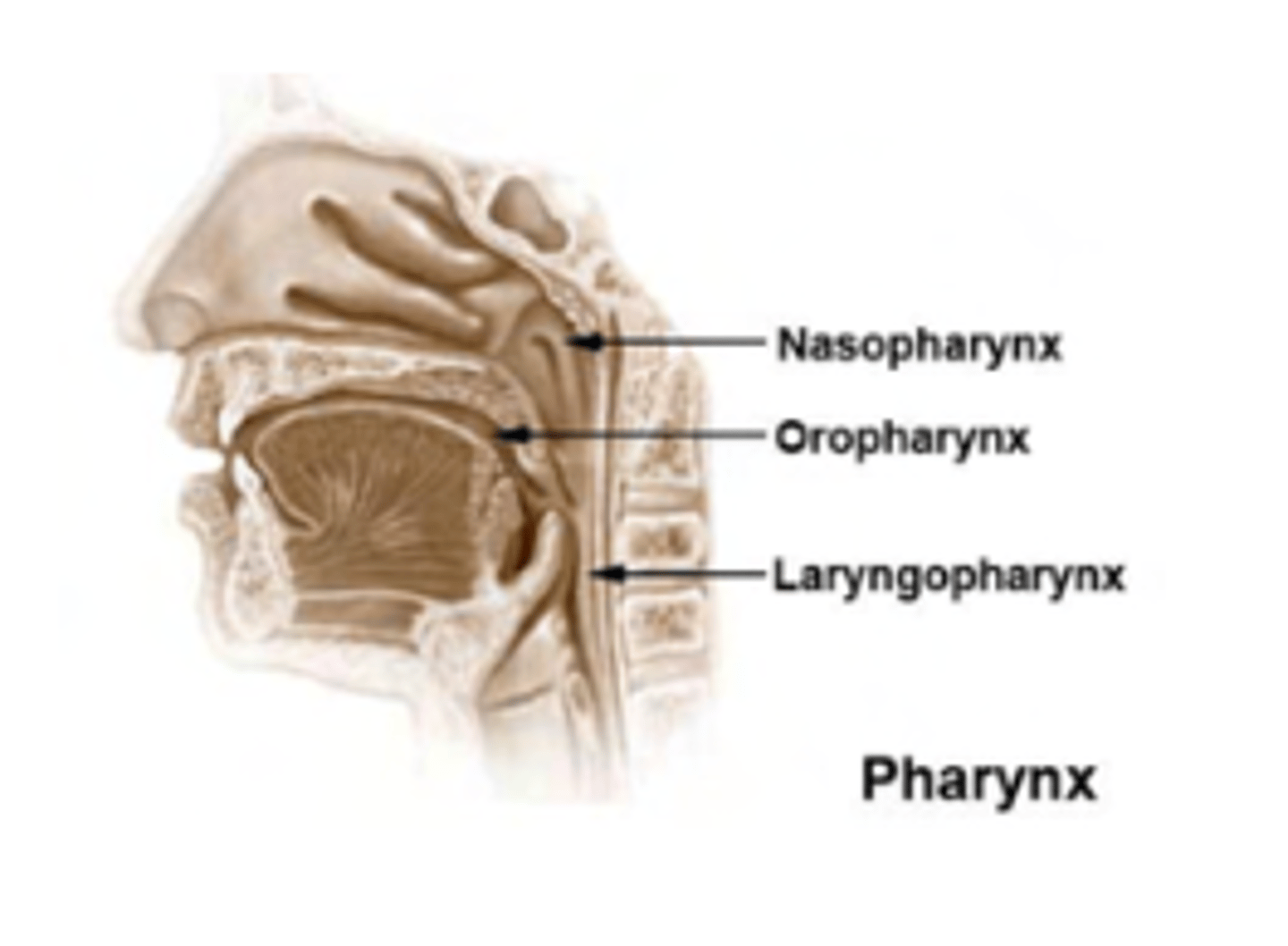 <p>. Nasopharynx (adenoids and openings to Eustachian tubes)</p><p>. Oropharynx (pathway for food and air)</p><p>. Laryngopharynx (connects esophagus and larynx)</p>