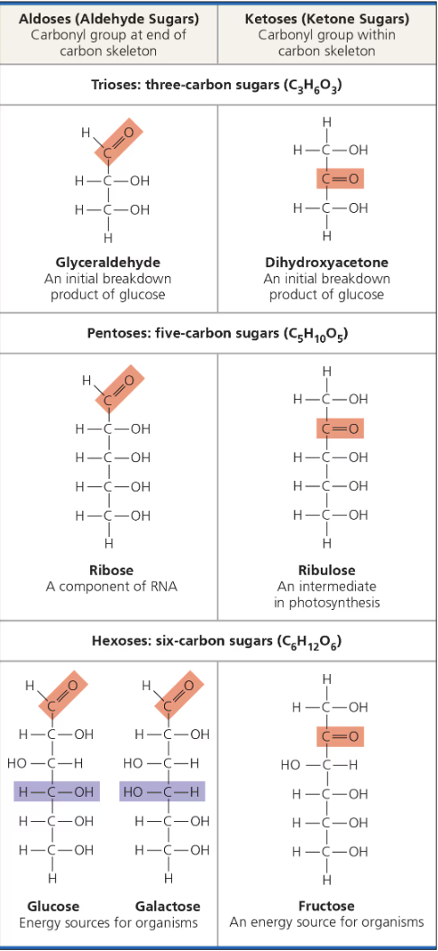 <ul><li><p>Generally have molecular fomulas that are some multiple of the unity <span>CH2O.</span></p><ul><li><p>Most common monosaccharide is glucose (C6H12O6)</p></li></ul></li><li><p>Trademarks of a monosaccharide: carbonyl group, and multiple hydroxyl groups</p></li><li><p>Depending on location of carbonyl group, a monosaccharide is either an aldose (aldehyde sugar) or a ketose (ketone sugar)</p></li><li><p>Most name for sugars end in -ose. Ex. Glucose, galactose, fructose, ketose, aldose, etc.</p></li><li><p>Another criterion for classifying monosaccharides is its carbon skeleton which ranges from three to seven carbons long.</p><p></p></li></ul><p></p>