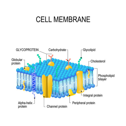 Cholesterol fits between phospholipids in the cell membrane, with its hydroxyl (-OH) group by the heads and the hydrophobic rings by the fatty acid tails.