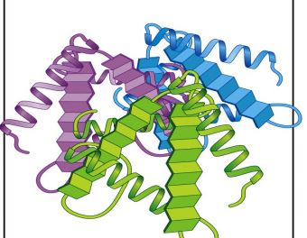 <p><span style="font-family: Source Sans Pro, sans-serif">Two or more polypeptide chains – each with its own tertiary structure.</span></p>