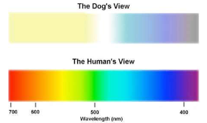 <p>The dog’s view shows much fewer colors—mainly shades of yellow and blue, lacking rich variety.</p>