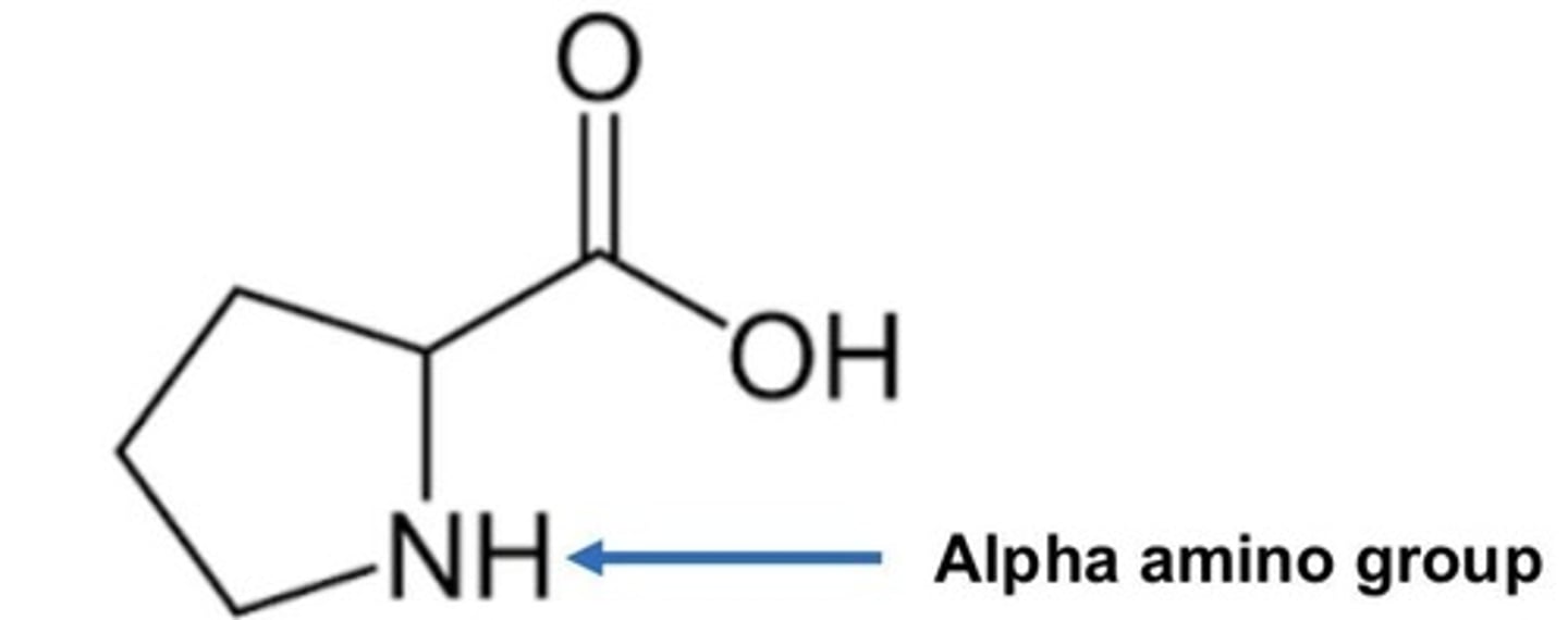<p>Positively charged amino acid side chain.</p>