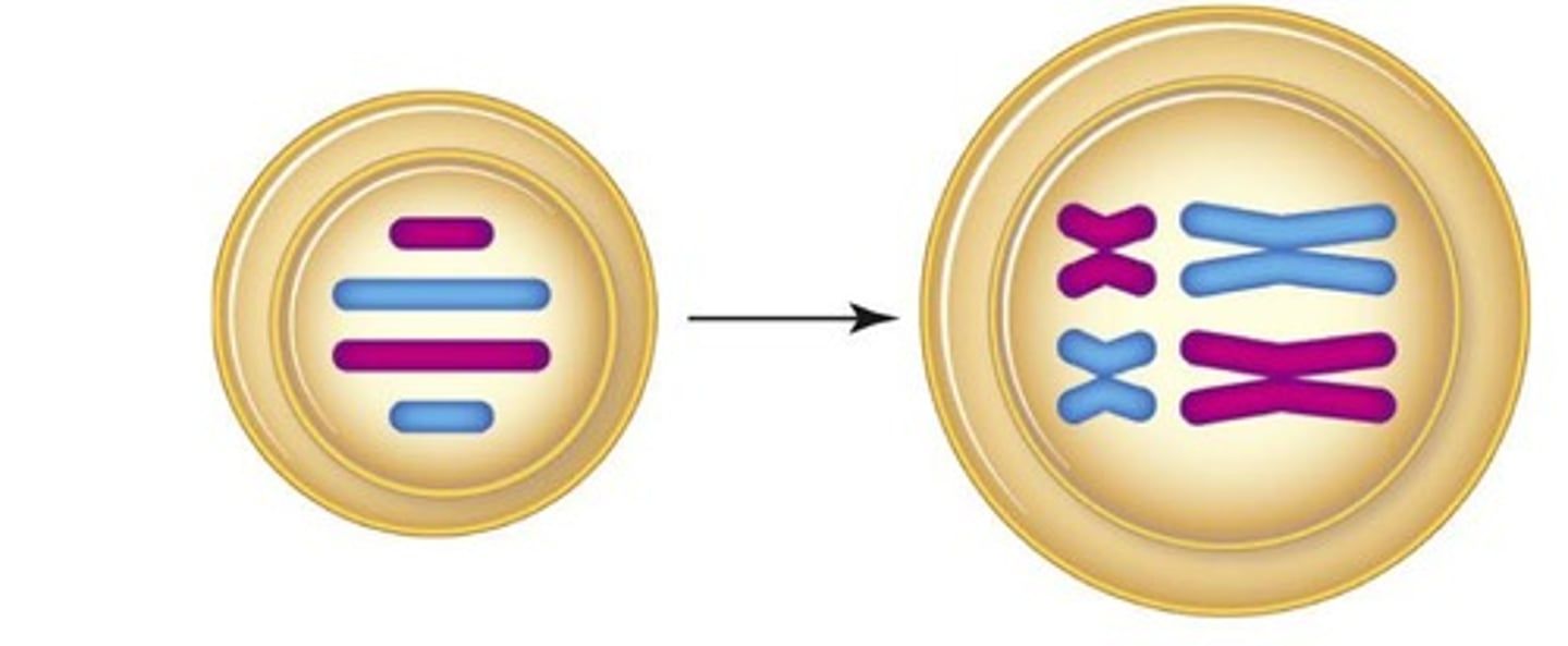 <p>Homologous chromosomes separate and move toward opposite spindle poles.</p>