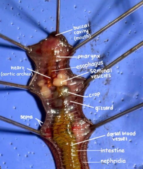 <p>1 buccal cavity (anterior)</p>