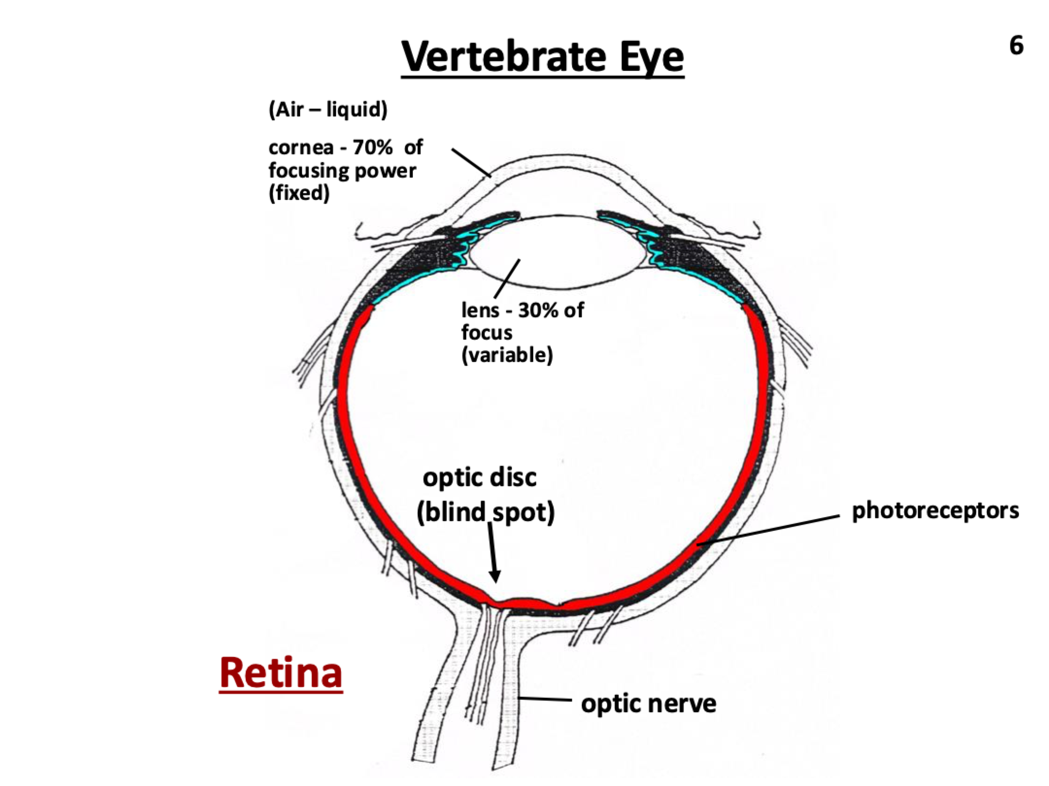 <ul><li><p><strong>Cornea</strong>: Focuses light.</p></li><li><p><strong>Iris</strong>: Controls pupil size to regulate light entry.</p></li><li><p><strong>Lens</strong>: Focuses light and adjusts for distance.</p></li><li><p><strong>Retina</strong>: Contains photoreceptors (rods and cones) to detect light.</p></li><li><p><strong>Vitreous Humor</strong>: Maintains eye shape and transmits light to the retina.</p></li><li><p><strong>Optic Nerve</strong>: Transmits visual signals to the brain.</p></li><li><p><strong>Sclera</strong>: Provides structure and protection.</p></li></ul><p></p>