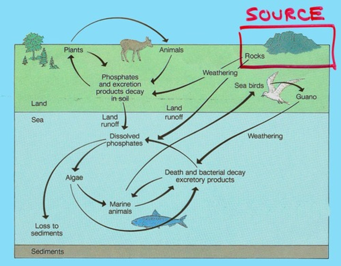 <p>The cycle where phosphorus is input, recycled, and lost in ecosystems.</p>