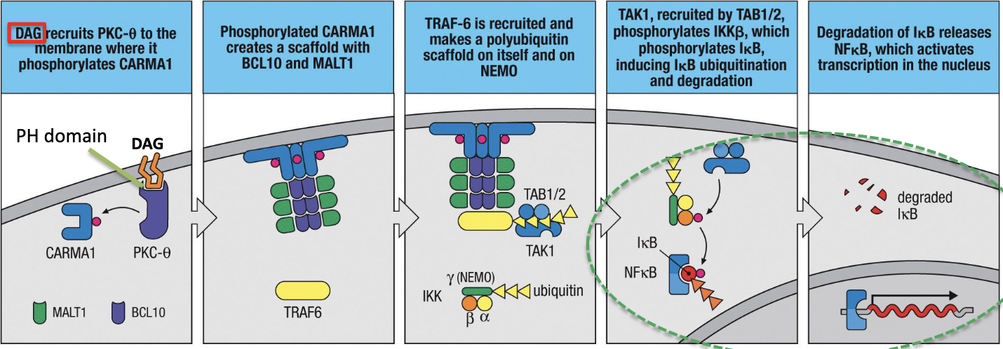 1. PKC-θ binds to PH domain of DAG which is in membrane
2. PKC-θ phosphorylates CARMA1 which creates a scaffold for TRAF-6 which is polyubiquitinated
3. TAK1 phosphorylates IKKβ, then IκB which induces IκB ubiquitination and degradation which releases NFκB which activates transcription in the nucleus.